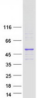 protq6zne9 rufy4 human recombinant protein