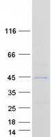 protq6zng2 dbx2 human recombinant protein