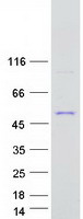 protq6znw5 gdpgp1 human recombinant protein