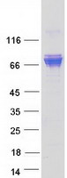 protq6zp65 bicdl1 human recombinant protein
