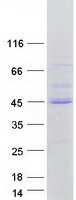 protq6zqn5 foxi2 human recombinant protein