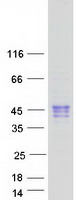 protq6zs10 clec17a human recombinant protein