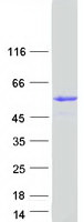 protq6zs86 gk5 human recombinant protein