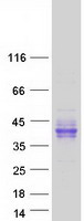 protq6zsa7 lrrc55 human recombinant protein