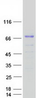 protq6zsg2 insyn2a human recombinant protein