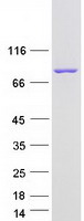 Coomassie blue staining of purified CAPN12 protein