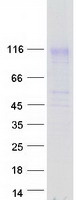 protq6zss7 mfsd6 human recombinant protein