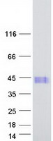 Coomassie blue staining of purified MSANTD1 protein