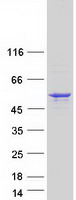 Coomassie blue staining of purified SEPTIN14 protein