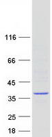protq6zui0 tprg1 human recombinant protein
