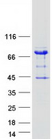 Coomassie blue staining of purified ARHGAP27 protein