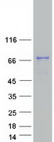protq6zut6 ccdc9b human recombinant protein