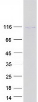 Coomassie blue staining of purified TOGARAM2 protein
