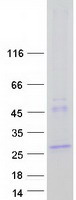 Coomassie blue staining of purified LHFPL2 protein