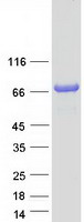 protq6zvm7 tom1l2 human recombinant protein
