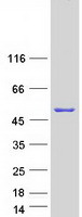protq6zw13 c16orf86 human recombinant protein