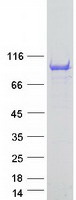 Coomassie blue staining of purified ANKS3 protein