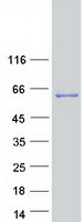 Coomassie blue staining of purified KCTD8 protein
