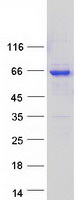 protq6zwj1 stxbp4 human recombinant protein