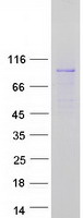 Coomassie blue staining of purified RAPH1 protein
