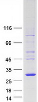 Coomassie blue staining of purified MOB3C protein