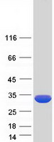 Coomassie blue staining of purified KCTD1 protein