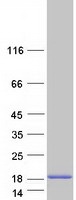 protq71rc9 smim5 human recombinant protein