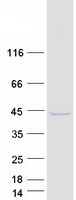 Coomassie blue staining of purified TMUB2 protein