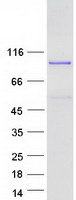 protq71sy5 med25 human recombinant protein