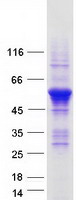 protq7l099 ripx rufy3 human recombinant protein