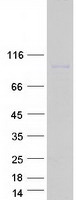 protq7l1w4 lrrc8d human recombinant protein