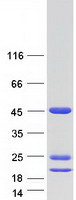 protq7l266 asrgl1 human recombinant protein