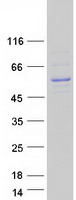 protq7l2k0 tedc2 human recombinant protein