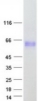 protq7l591 dok3 human recombinant protein