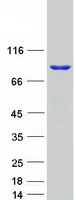 protq7l7v1 dhx32 human recombinant protein