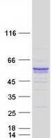 Coomassie blue staining of purified SYT13 protein
