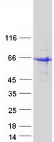 Coomassie blue staining of purified SHF protein