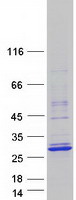 Coomassie blue staining of purified TCF23 protein