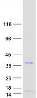 protq7rtu3 olig3 human recombinant protein