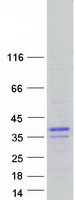 protq7rtu4 bhlha9 human recombinant protein