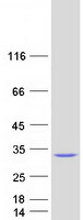 protq7rtv2 gsta5 human recombinant protein