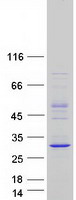 Coomassie blue staining of purified PRXL2C protein