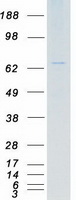 protq7rtx1 tas1r1 human recombinant protein