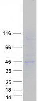 protq7rty0 slc16a13 human recombinant protein