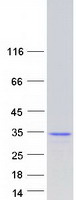 protq7z2x4 pid1 human recombinant protein
