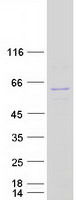 Coomassie blue staining of purified NUP54 protein