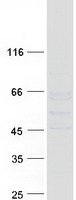 Coomassie blue staining of purified DGLUCY protein