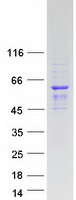 Coomassie blue staining of purified SAMD7 protein