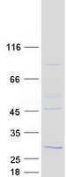 protq7z3z2 rd3 human recombinant protein