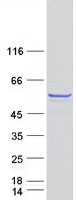 Coomassie blue staining of purified BNIPL protein